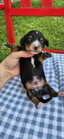 Windy, a male Miniature Dachshund for sale in Brenham, TX – Photo 7 of 9