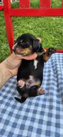 Windy, a male Miniature Dachshund for sale in Brenham, TX – Photo 6 of 9