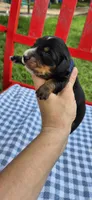 Windy, a male Miniature Dachshund for sale in Brenham, TX – Photo 1 of 9