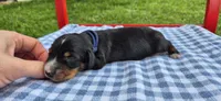 Windy, a male Miniature Dachshund for sale in Brenham, TX – Photo 4 of 9