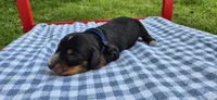 Windy, a male Miniature Dachshund for sale in Brenham, TX – Photo 9 of 9