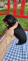 Windy, a male Miniature Dachshund for sale in Brenham, TX – Photo 2 of 9