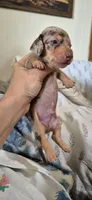 Garnet, a male Miniature Dachshund for sale in Brenham, TX – 10 of 10