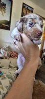 Chestnut, a male Miniature Dachshund for sale in Brenham, TX – 10 of 10