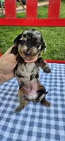 Morning Glory, a male Miniature Dachshund for sale in Brenham, TX – Photo 8 of 10