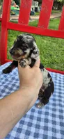 Morning Glory, a male Miniature Dachshund for sale in Brenham, TX – Photo 4 of 10