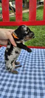 Morning Glory, a male Miniature Dachshund for sale in Brenham, TX – Photo 9 of 10