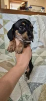Spring, a female Miniature Dachshund for sale in Brenham, TX – 3 of 10