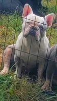 Banjo , a male French Bulldog for sale in Brenham, TX – 4 of 9