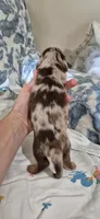 Azul, a male Miniature Dachshund for sale in Brenham, TX – 4 of 10