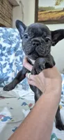 Cobalt, a male French Bulldog for sale in Brenham, TX – 8 of 10