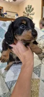 Winter, a male Miniature Dachshund for sale in Brenham, TX – 9 of 10