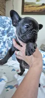 Cobalt, a male French Bulldog for sale in Brenham, TX – 4 of 10