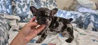 Emerald, a male French Bulldog for sale in Brenham, TX – 8 of 10
