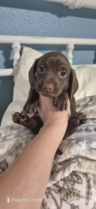 Oakley  – Miniature Dachshund puppy for sale in Brenham, TX