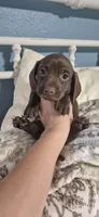 Oakley , a male Miniature Dachshund for sale in Brenham, TX – 1 of 10