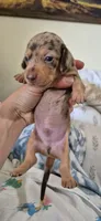 Garnet, a male Miniature Dachshund for sale in Brenham, TX – 2 of 10