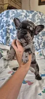 Emerald, a male French Bulldog for sale in Brenham, TX – 2 of 10