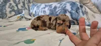 Garnet, a male Miniature Dachshund for sale in Brenham, TX – 9 of 10