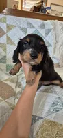 Winter, a male Miniature Dachshund for sale in Brenham, TX – 4 of 10