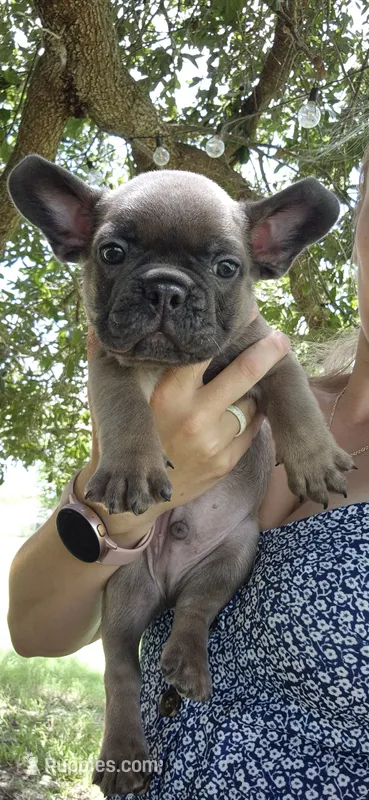 Sapphire – French Bulldog puppy for sale in Brenham, TX