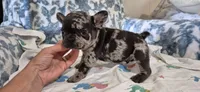Emerald, a male French Bulldog for sale in Brenham, TX – 7 of 10