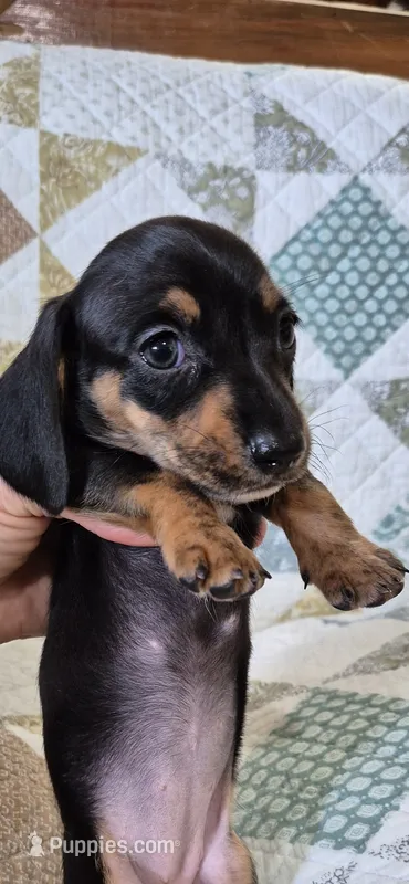 Spring – Miniature Dachshund puppy for sale in Brenham, TX