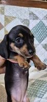 Spring, a female Miniature Dachshund for sale in Brenham, TX – 1 of 10