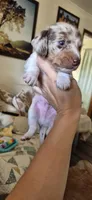 Chestnut, a male Miniature Dachshund for sale in Brenham, TX – 6 of 10