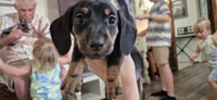 Blue Bonnet, a male Miniature Dachshund for sale in Brenham, TX – 2 of 10