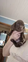 Oakley , a male Miniature Dachshund for sale in Brenham, TX – 6 of 10