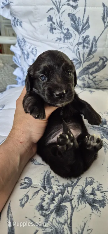 Spruce – Miniature Dachshund puppy for sale in Brenham, TX