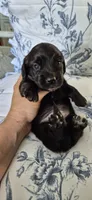 Spruce, a male Miniature Dachshund for sale in Brenham, TX – 1 of 8