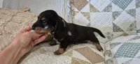 Winter, a male Miniature Dachshund for sale in Brenham, TX – 7 of 10