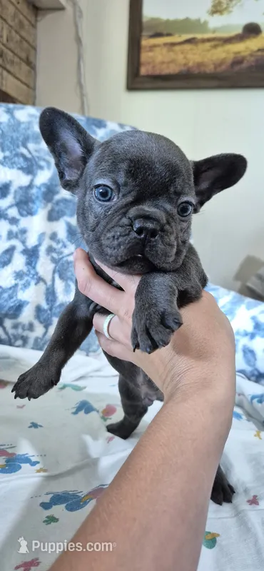 Cobalt – French Bulldog puppy for sale in Brenham, TX