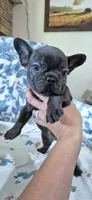 Cobalt, a male French Bulldog for sale in Brenham, TX – 1 of 10