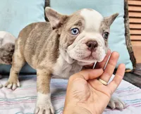 Emerald, a male French Bulldog for sale in Brenham, TX – 5 of 7
