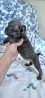Opal, a female French Bulldog for sale in Brenham, TX – 4 of 10