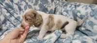Rose , a female Miniature Dachshund for sale in Brenham, TX – 6 of 10