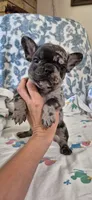 Emerald, a male French Bulldog for sale in Brenham, TX – 3 of 10