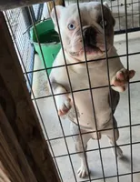Banjo , a male French Bulldog for sale in Brenham, TX – 3 of 9