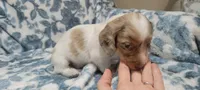 Rose , a female Miniature Dachshund for sale in Brenham, TX – 3 of 10