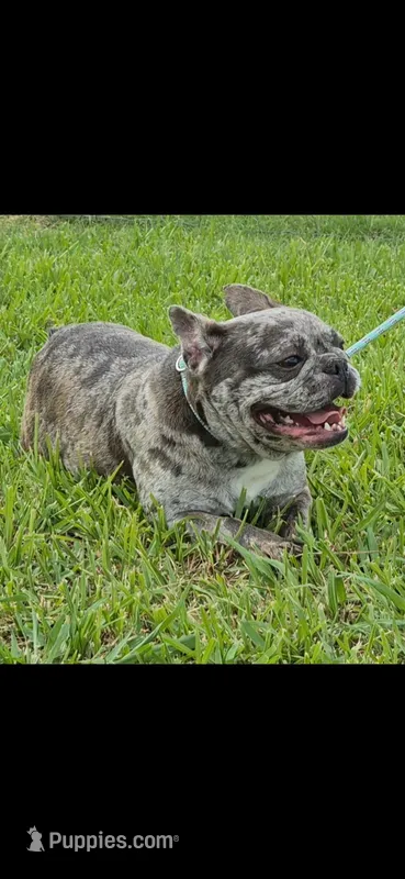 Spice – French Bulldog puppy for sale in Brenham, TX