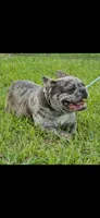 Spice, a female French Bulldog for sale in Brenham, TX – 1 of 3