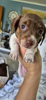 Magnolia, a female Miniature Dachshund for sale in Brenham, TX – 4 of 10