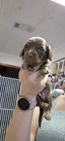 Maple, a female Miniature Dachshund for sale in Brenham, TX – 2 of 10