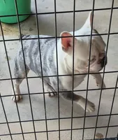 Banjo , a male French Bulldog for sale in Brenham, TX – 7 of 9