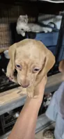 Diamond, a male Miniature Dachshund for sale in Brenham, TX – 8 of 10