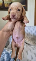 Diamond, a male Miniature Dachshund for sale in Brenham, TX – 10 of 10