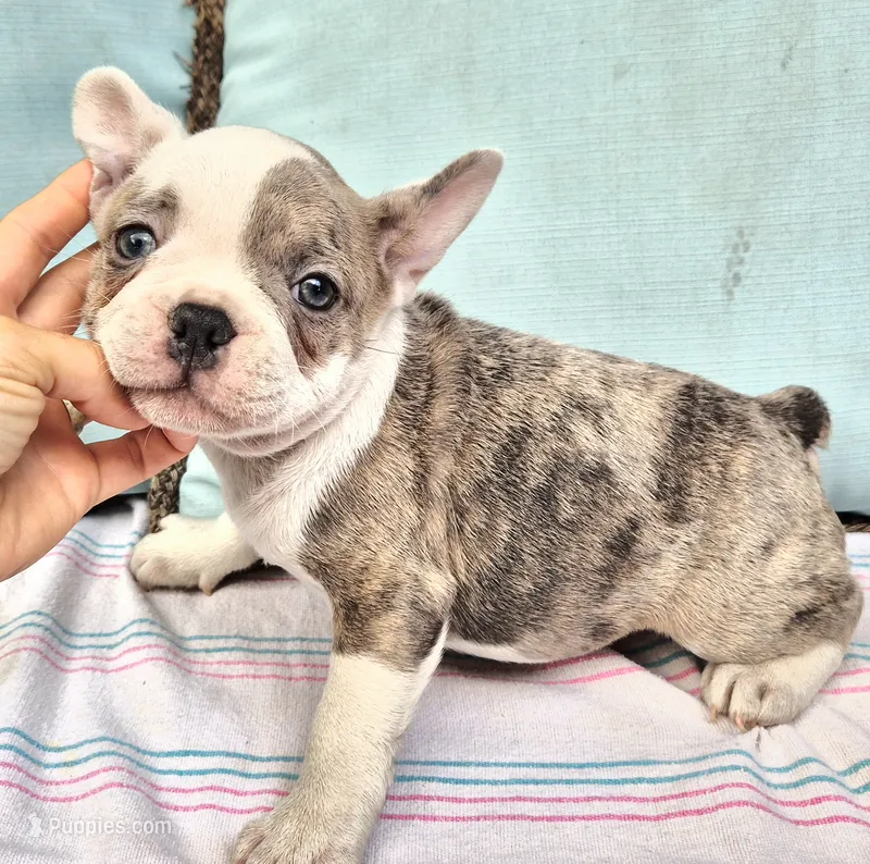 Saphire – French Bulldog puppy for sale in Brenham, TX